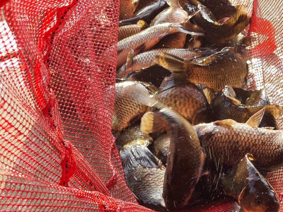 양평 수곡낚시터 주말 및 일요일 조황 소식 (유료터정보 - 유료터점주조황)