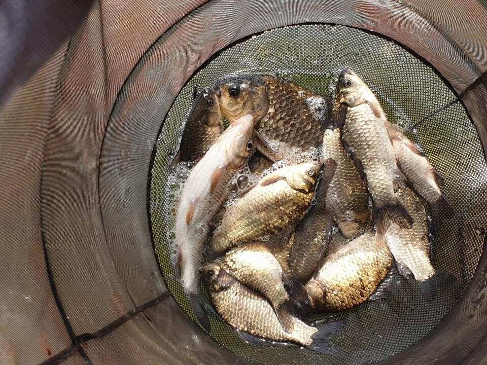 고삼지 배수안정권에 마리수 조황 (유료터정보 - 유료터점주조황)