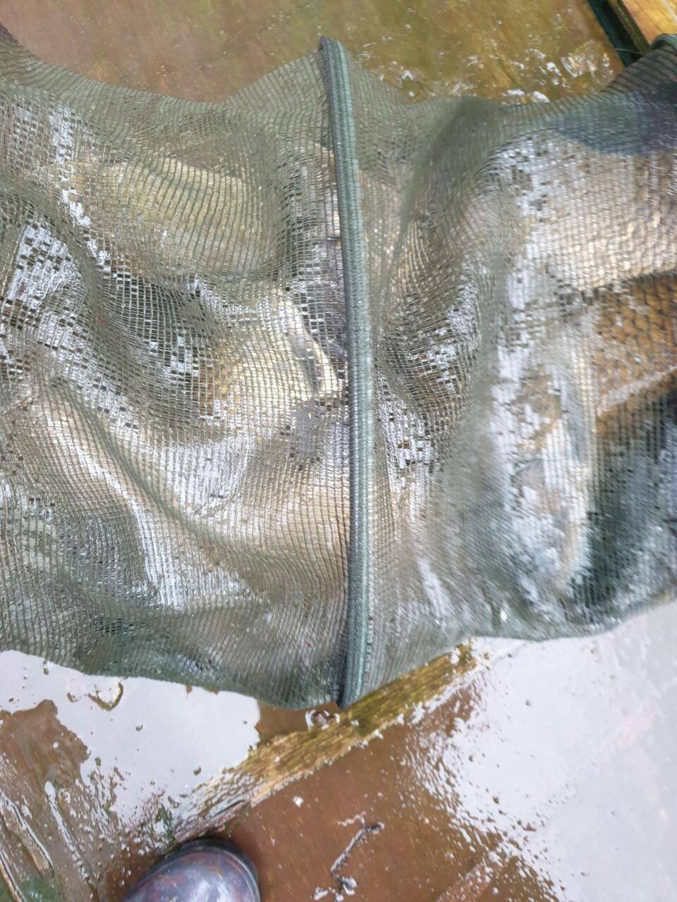 경주 동산낚시터붕어 전용잡이터지난주 조황 (유료터정보 - 유료터점주조황)