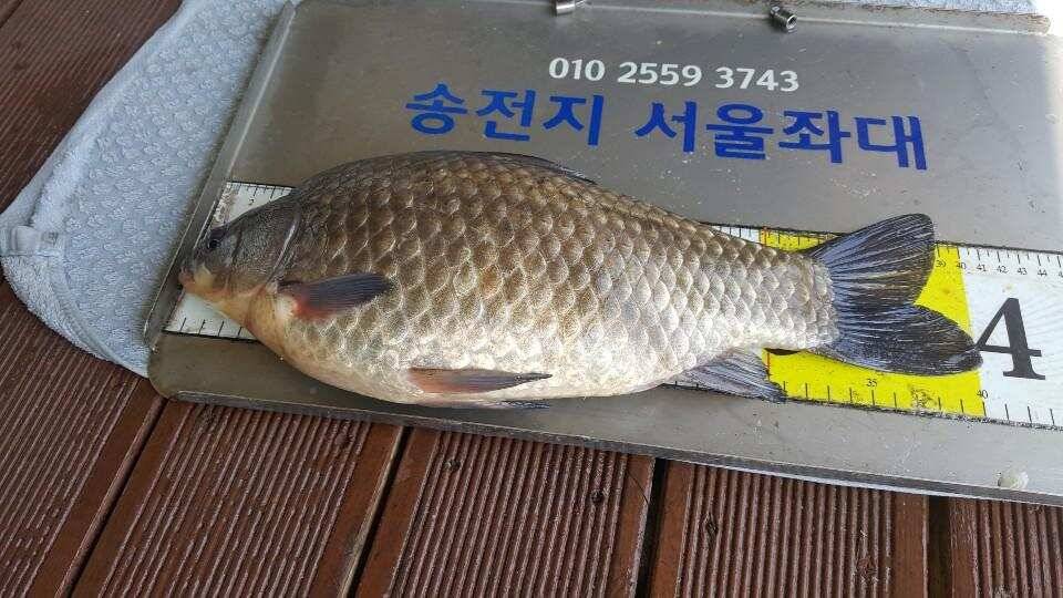 송전지서울좌대4월1일조황 (유료터정보 - 유료터점주조황)