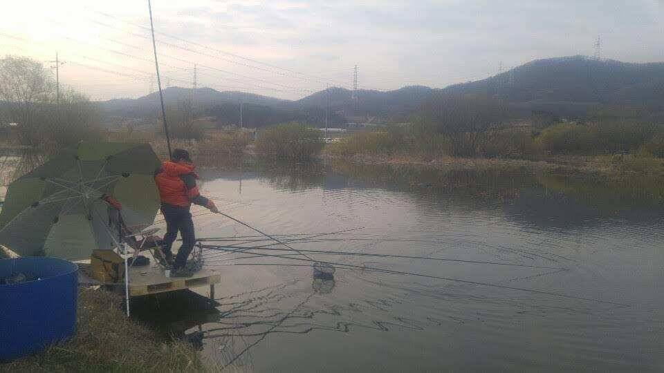 아산 안골지의 맑고 힘찬 붕어입니다 (유료터정보 - 유료터점주조황)