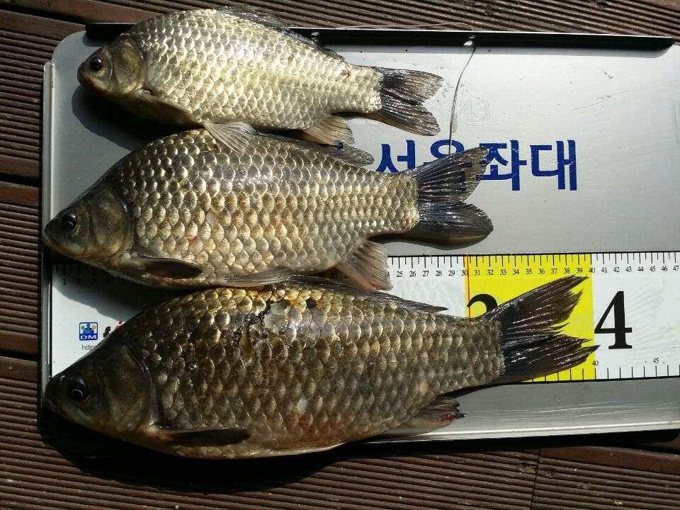 계속이어지는 4짜대물들 (유료터정보 - 유료터점주조황)