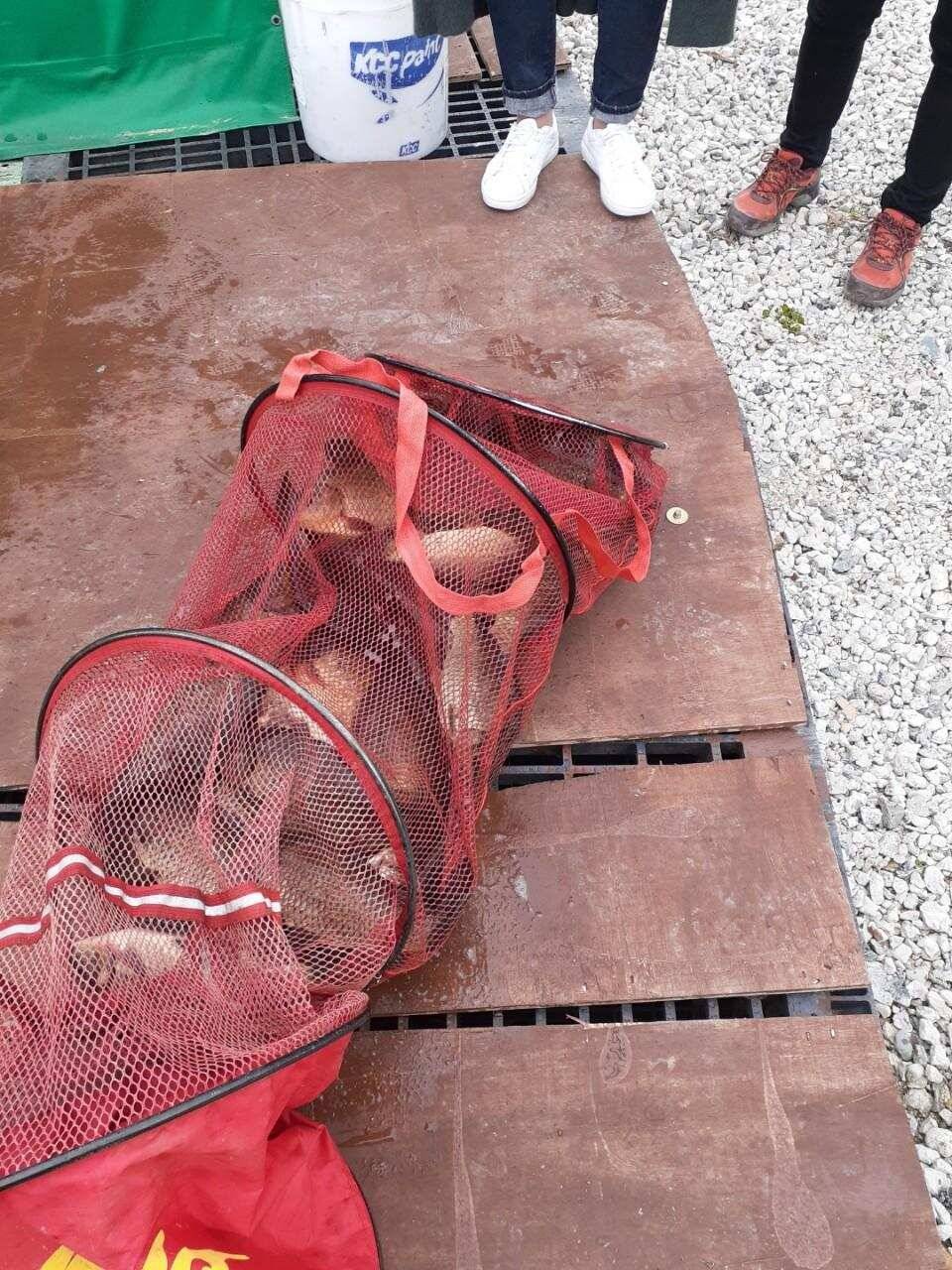 경주 동산낚시터붕어 전용잡이터지난주 조황 (유료터정보 - 유료터점주조황)