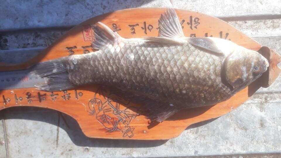 아산 안골지 대물 48입니다 (유료터정보 - 유료터점주조황)