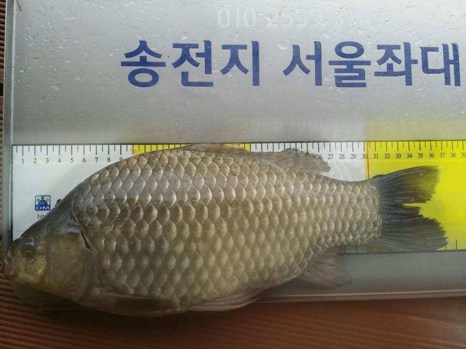 송전지서울좌대5월20일조황 (유료터정보 - 유료터점주조황)