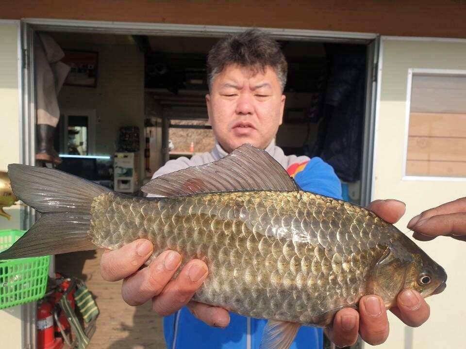 고삼지 양촌좌대 지렁이에 멋진붕어 (유료터정보 - 유료터점주조황)