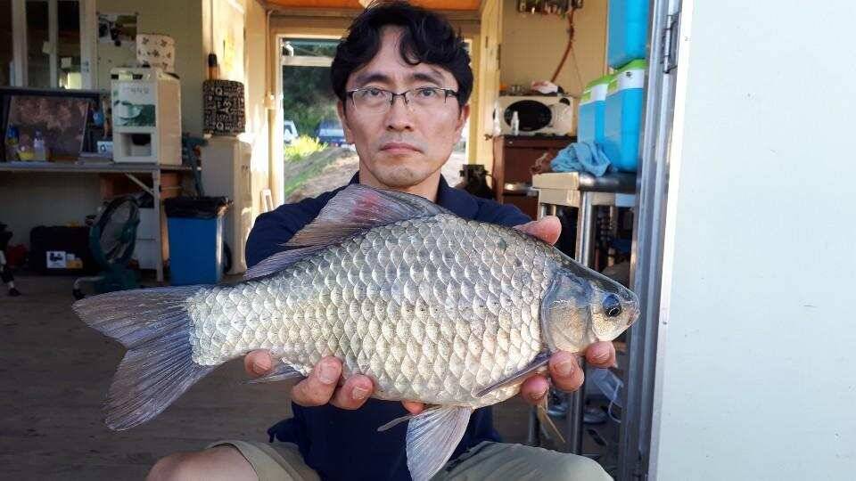 사짜와 마릿수 폭발적인 고삼지 양촌좌대 (유료터정보 - 유료터점주조황)