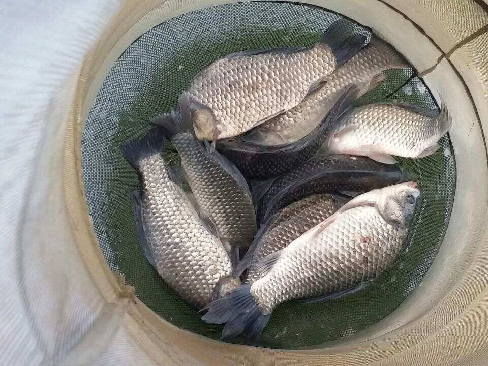 송전지서울좌대8월27일조황 (유료터정보 - 유료터점주조황)