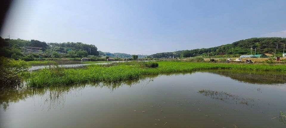 당진 가교리 낚시터 5월 27일 조황입니다 (유료터정보 - 유료터점주조황)