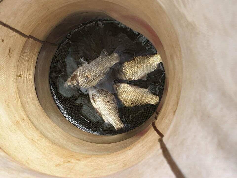 고삼지 배수안정권에 사짜붕어 조황입니다 (유료터정보 - 유료터점주조황)