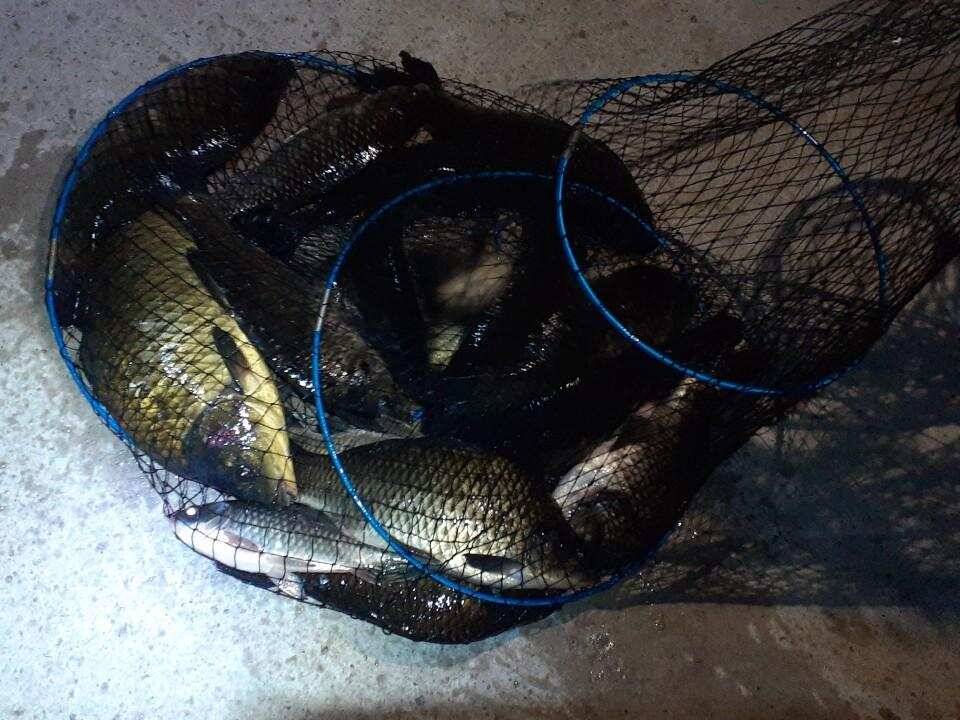 양평 낚시터 수곡낚시터 621 일요일 46cm 대물붕어 포함 씨알좋은 붕어들이 나와주네요 (유료터정보 - 유료터점주조황)