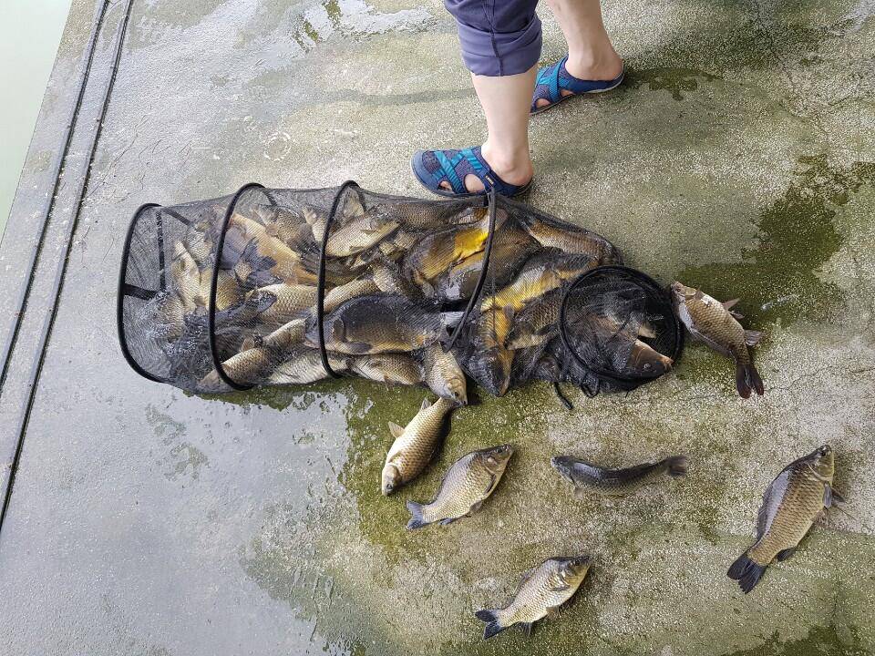 공주 고성낚시터 입니다 (유료터정보 - 유료터점주조황)