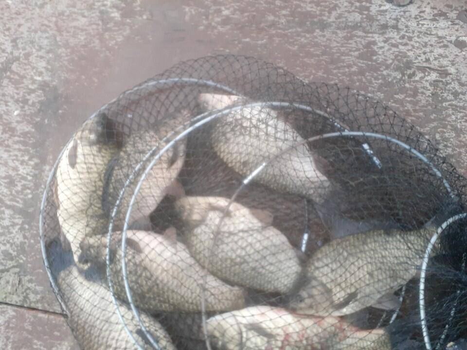 경주 동산낚시터붕어전용잡이터지난주 조황 (유료터정보 - 유료터점주조황)