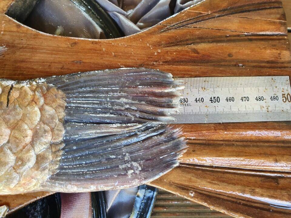 고삼지 상류권 사짜붕어 활발한 조황 (유료터정보 - 유료터점주조황)