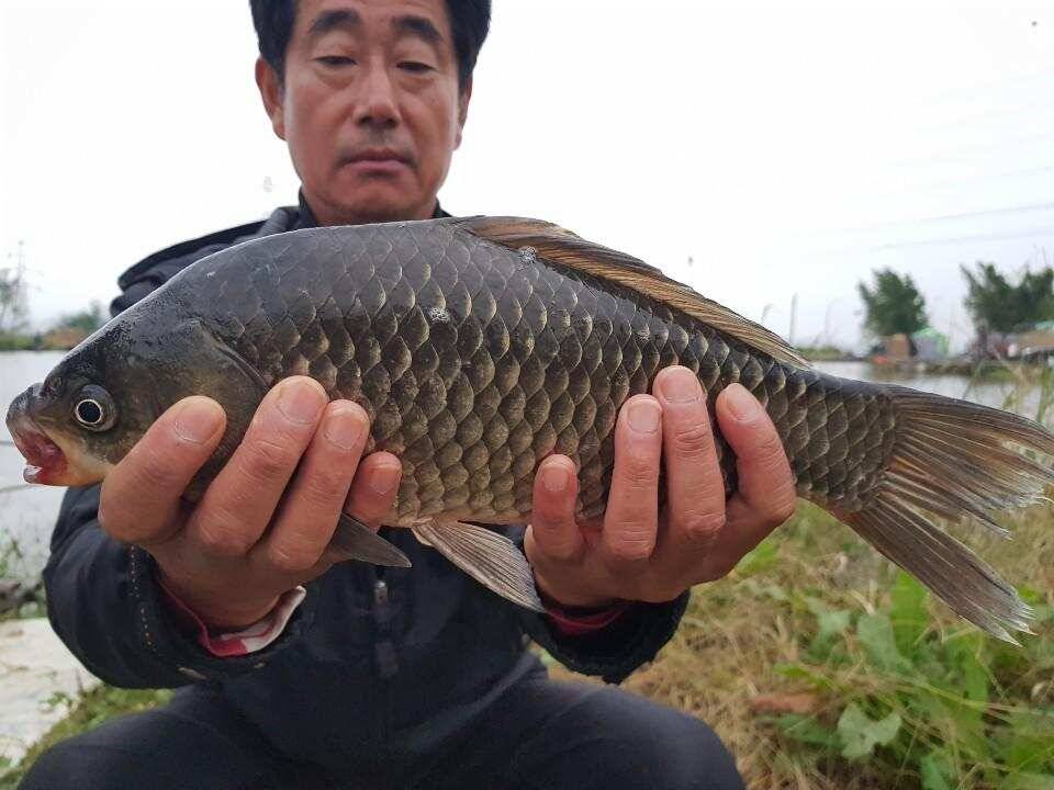 ♥ 토종 42 cm ♥ (유료터정보 - 유료터점주조황)
