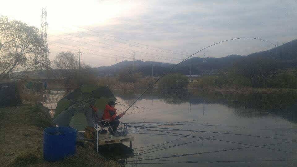 아산 안골지의 맑고 힘찬 붕어입니다 (유료터정보 - 유료터점주조황)