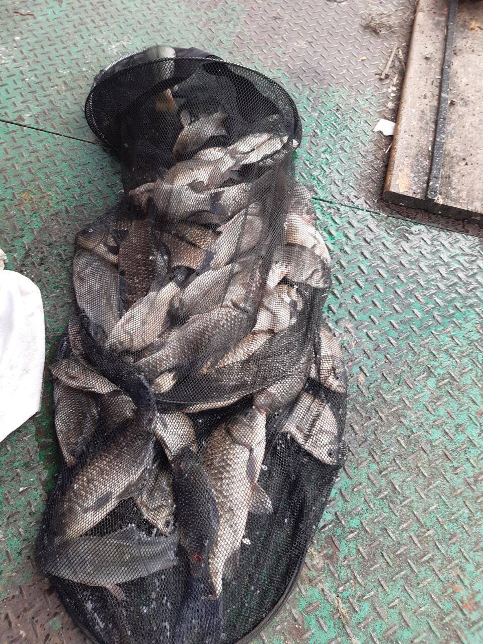 아산 안골지 조황정보 입니다 (유료터정보 - 유료터점주조황)