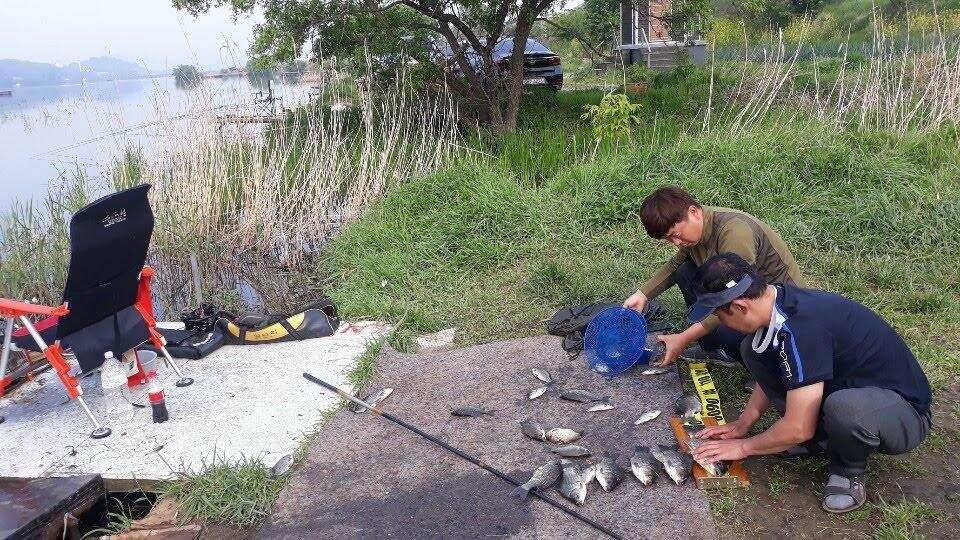 아산 안골지 4짜 소식 연속입니다 (유료터정보 - 유료터점주조황)