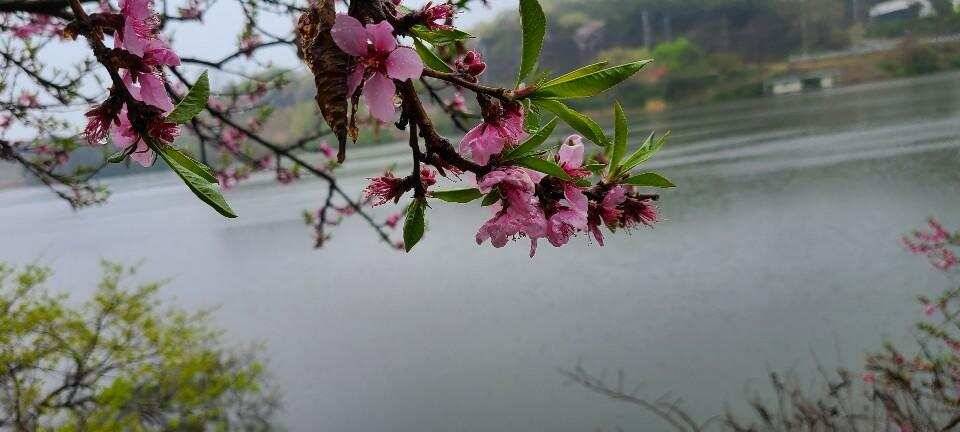 당진 가교리 낚시터 4월 21일 조황입니다 (유료터정보 - 유료터점주조황)