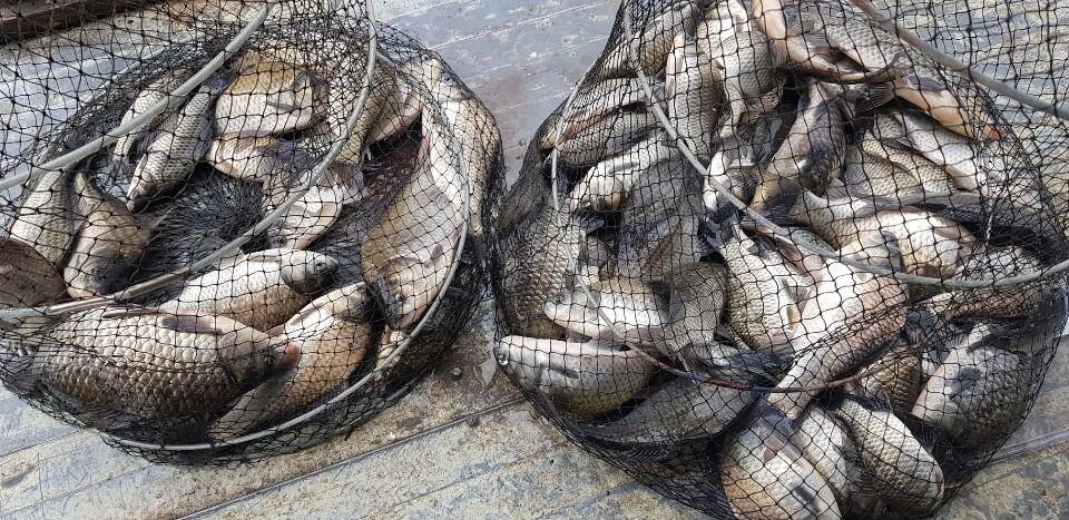 아산 안골지 조황정보 입니다 (유료터정보 - 유료터점주조황)