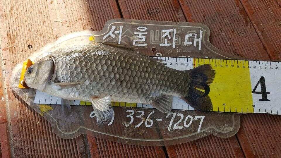 송전지서울집5월12일조황 (유료터정보 - 유료터점주조황)