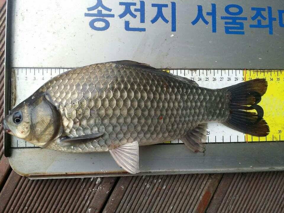 송전지서울좌대10월14일조황 (유료터정보 - 유료터점주조황)