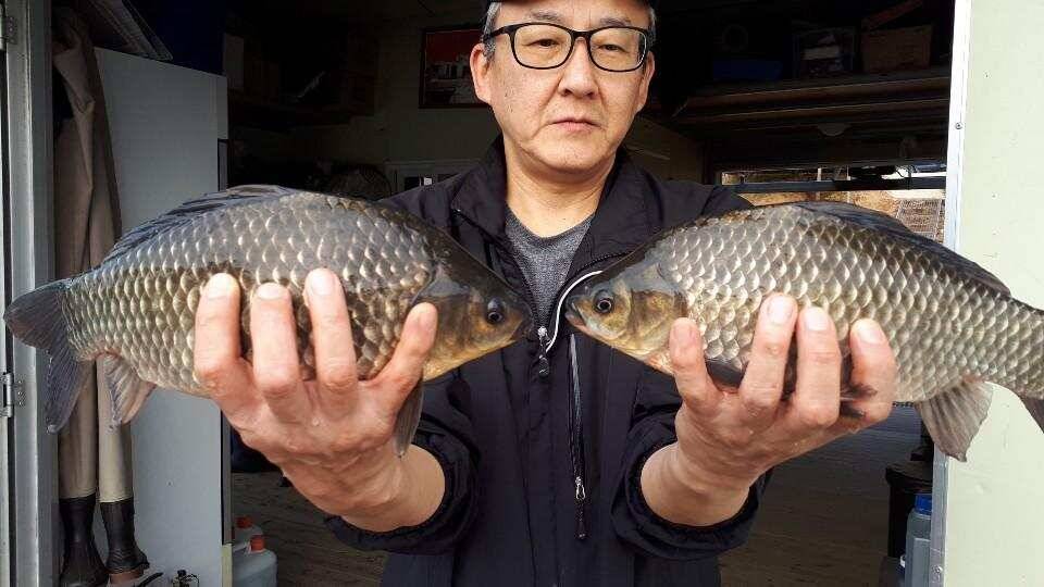 고삼지 최상류의 양촌좌대 (유료터정보 - 유료터점주조황)