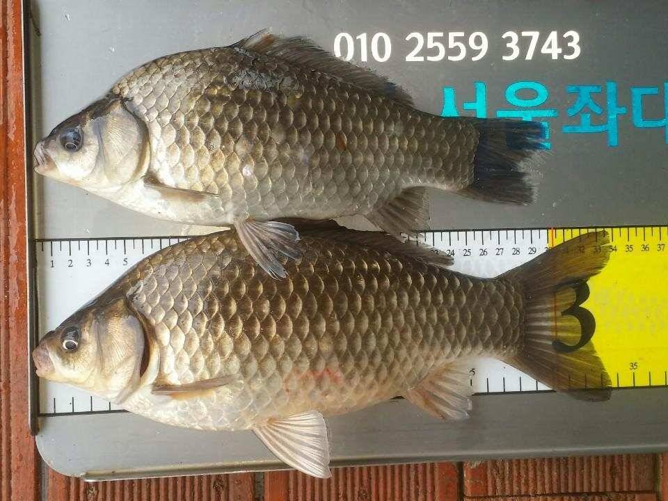 오늘도 4440허리급드로 손맛을 (유료터정보 - 유료터점주조황)