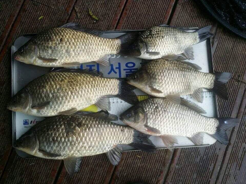오늘도 4440허리급드로 손맛을 (유료터정보 - 유료터점주조황)