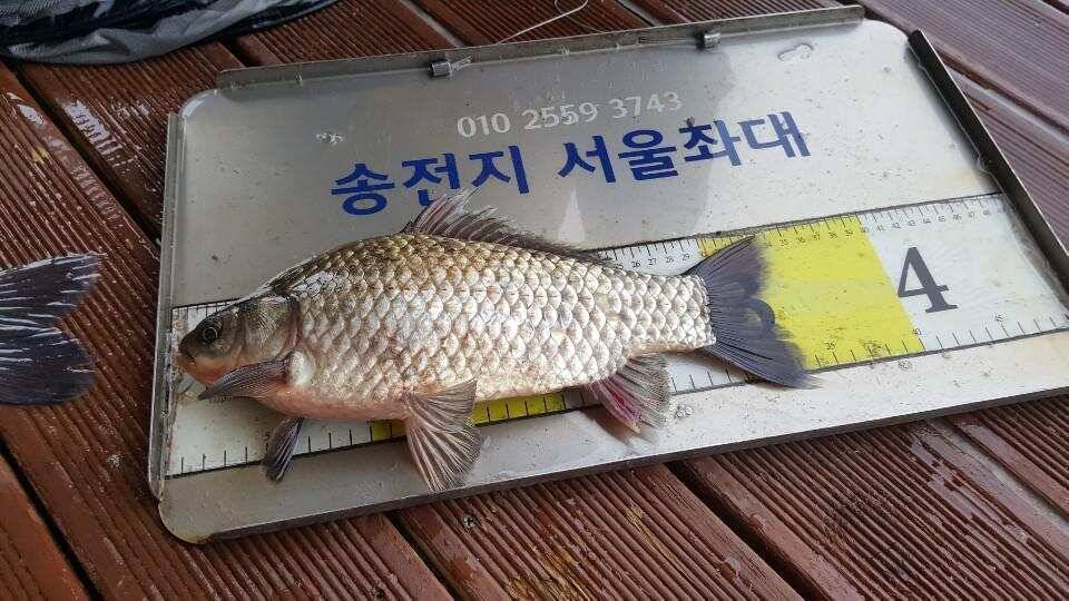 송전지서울집좌대4월23일조황 (유료터정보 - 유료터점주조황)