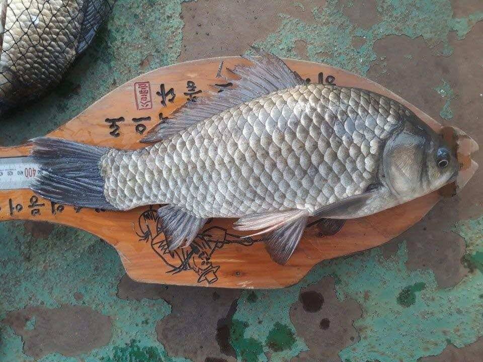 아산 안골지 4짜 소식입니다 (유료터정보 - 유료터점주조황)