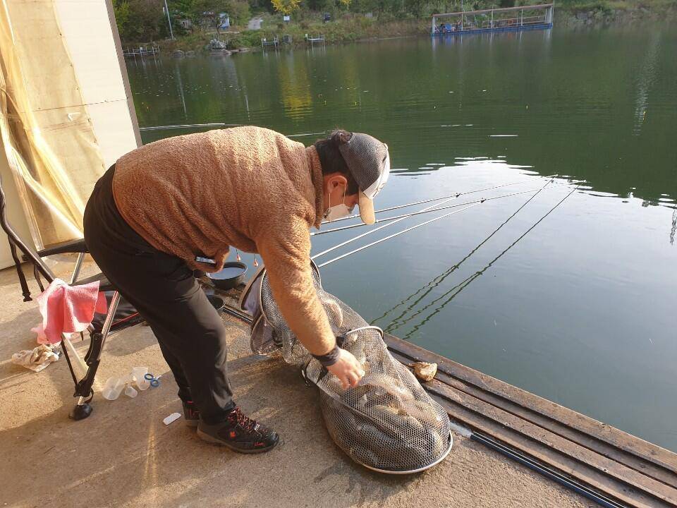 초가을시즌 양평 수곡낚시터 금요일 어제도 고른조황이며 금일 수입붕어 방류완료 (유료터정보 - 유료터점주조황)