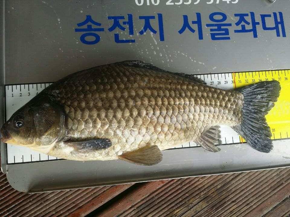 계속이어지는 4짜대물들 (유료터정보 - 유료터점주조황)