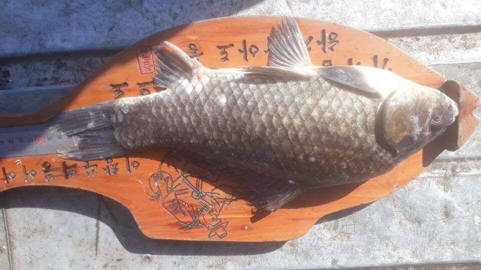 아산 안골지 대물 48입니다 (유료터정보 - 유료터점주조황)