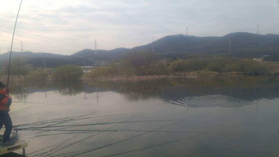 아산 안골지의 맑고 힘찬 붕어입니다 (유료터정보 - 유료터점주조황)