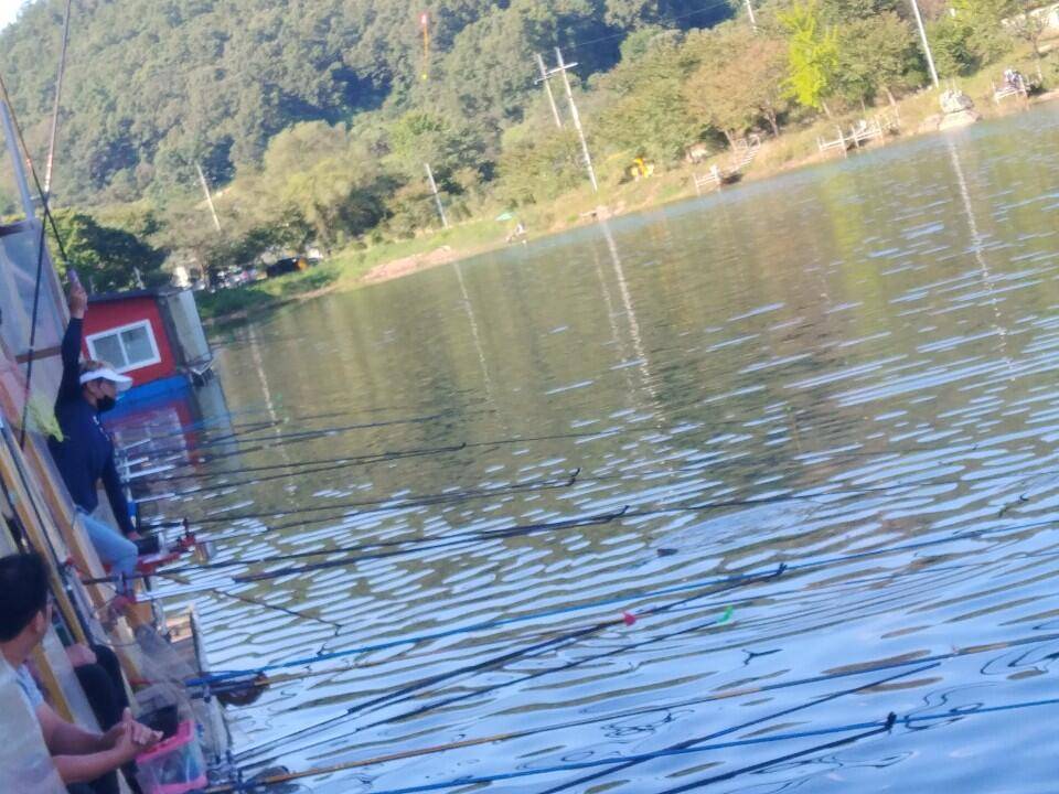 양평 수곡낚시터 일요일 조황 마릿수도 늘고 좋아집니다 내일도 붕어방류 합니다 (유료터정보 - 유료터점주조황)