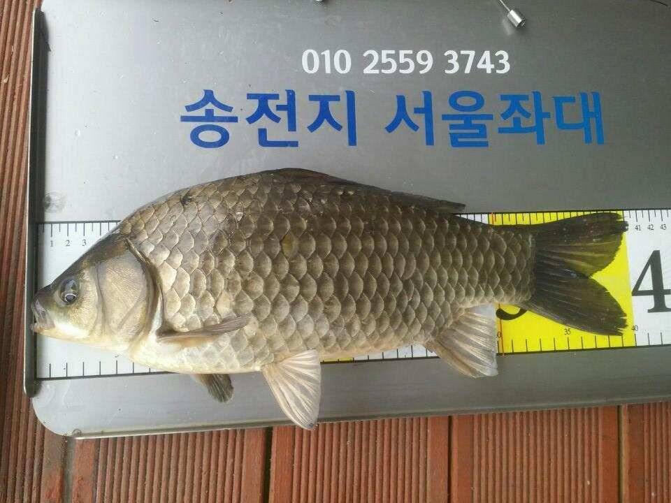 오늘도 4440허리급드로 손맛을 (유료터정보 - 유료터점주조황)