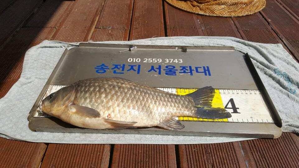 송전지서울좌대4월1일조황 (유료터정보 - 유료터점주조황)