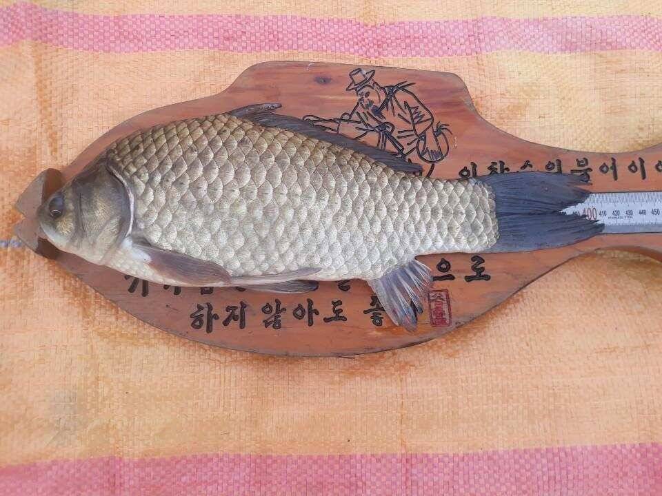 아산 안골지 4짜 소식입니다 (유료터정보 - 유료터점주조황)
