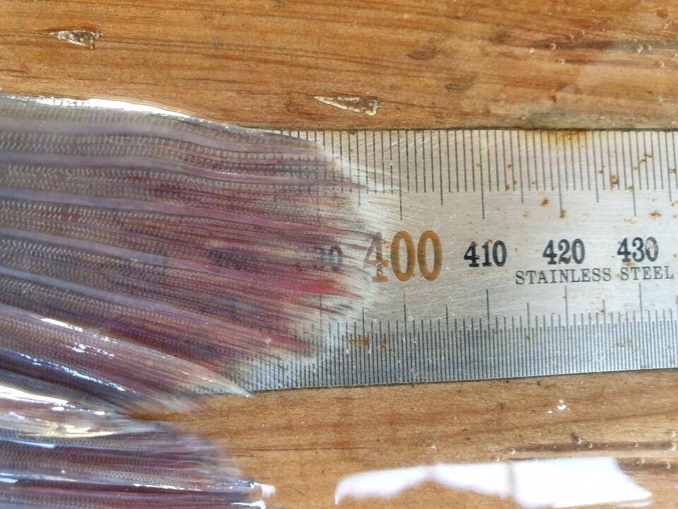 고삼지 최고의 상류권 포인트 사짜조황 (유료터정보 - 유료터점주조황)