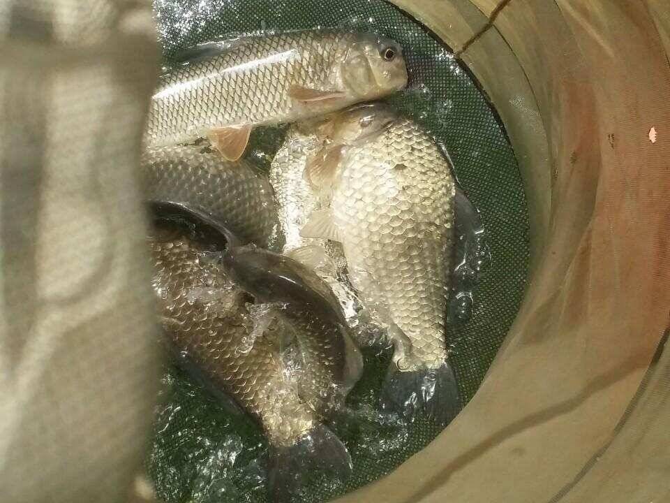 송전지서울좌대 2차산란중 (유료터정보 - 유료터점주조황)