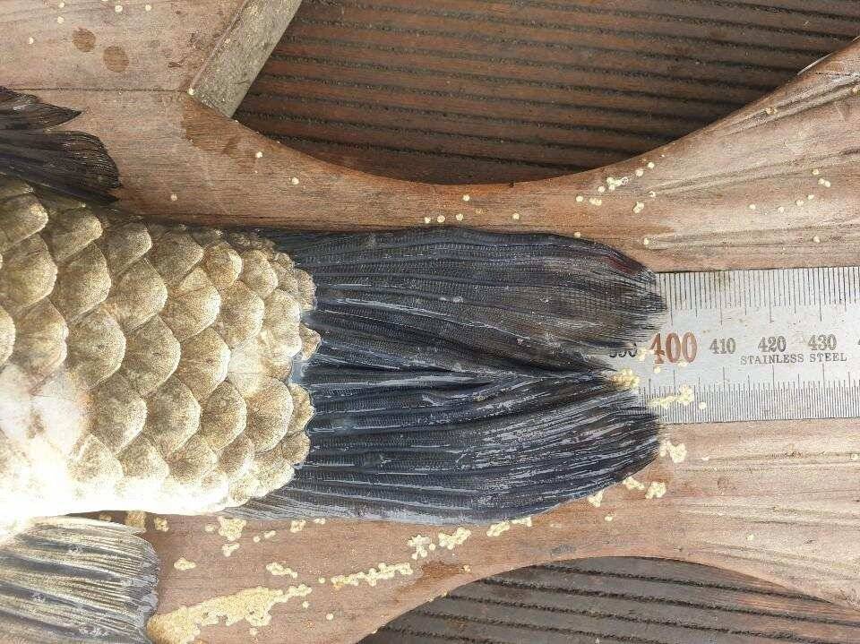 고삼지 양촌좌대 중류권 사짜붕어 소식입니다 (유료터정보 - 유료터점주조황)