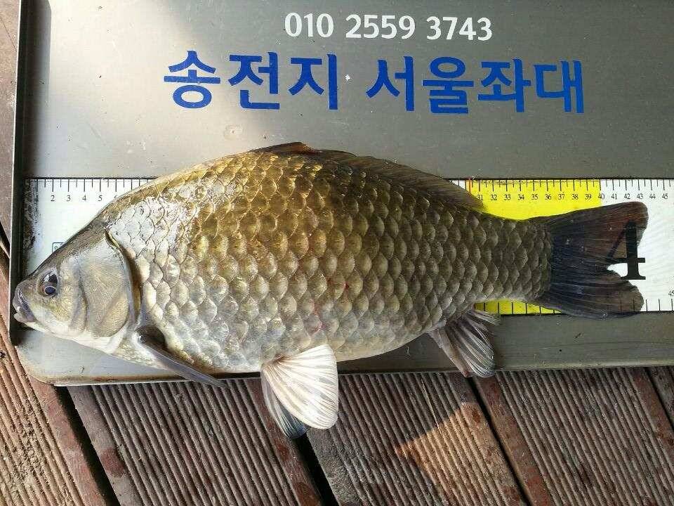 11월첫주말에 4짜3마리 (유료터정보 - 유료터점주조황)