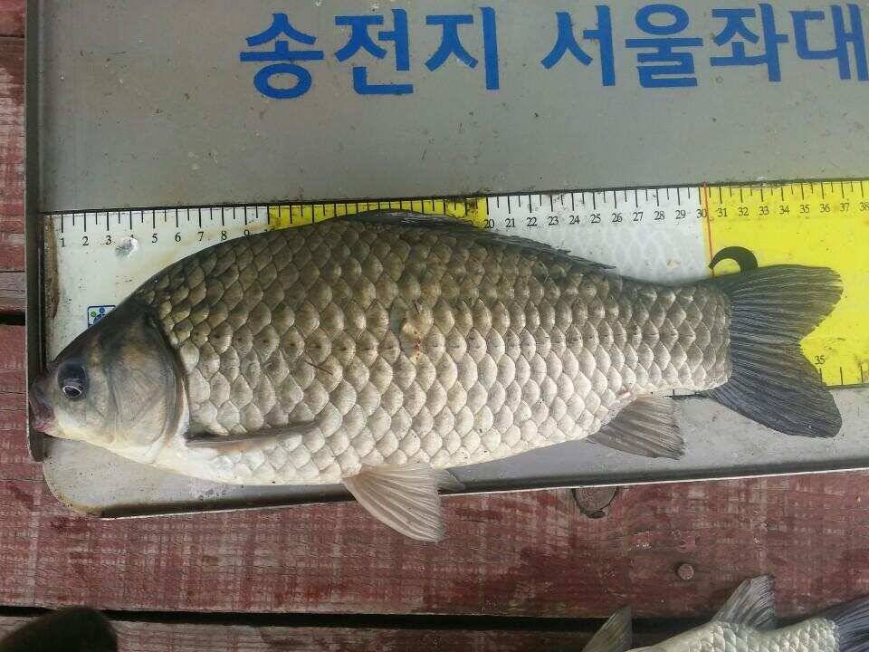 송전지의가을대물붕어들 (유료터정보 - 유료터점주조황)