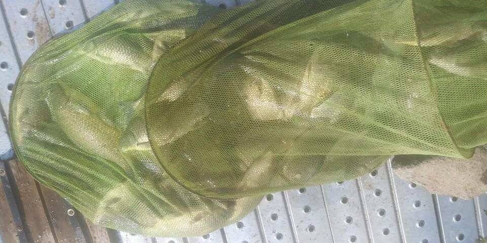 양평 수곡낚시터 자연산 토종붕어 방류 및 주말 조황 안내 (유료터정보 - 유료터점주조황)