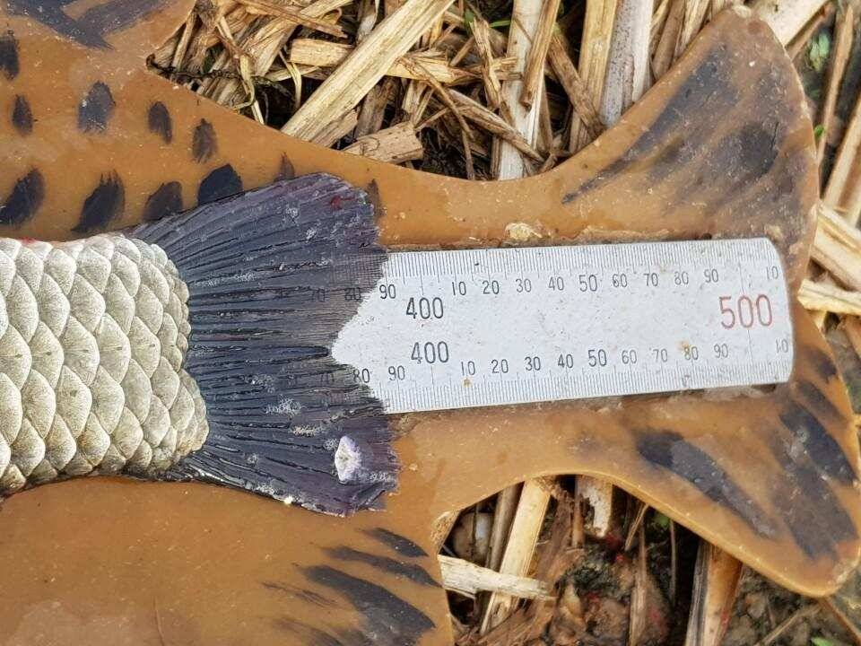 ◎ 하루에 43cm 토종 3마리 그리고 4짜 ◎ (유료터정보 - 유료터점주조황)