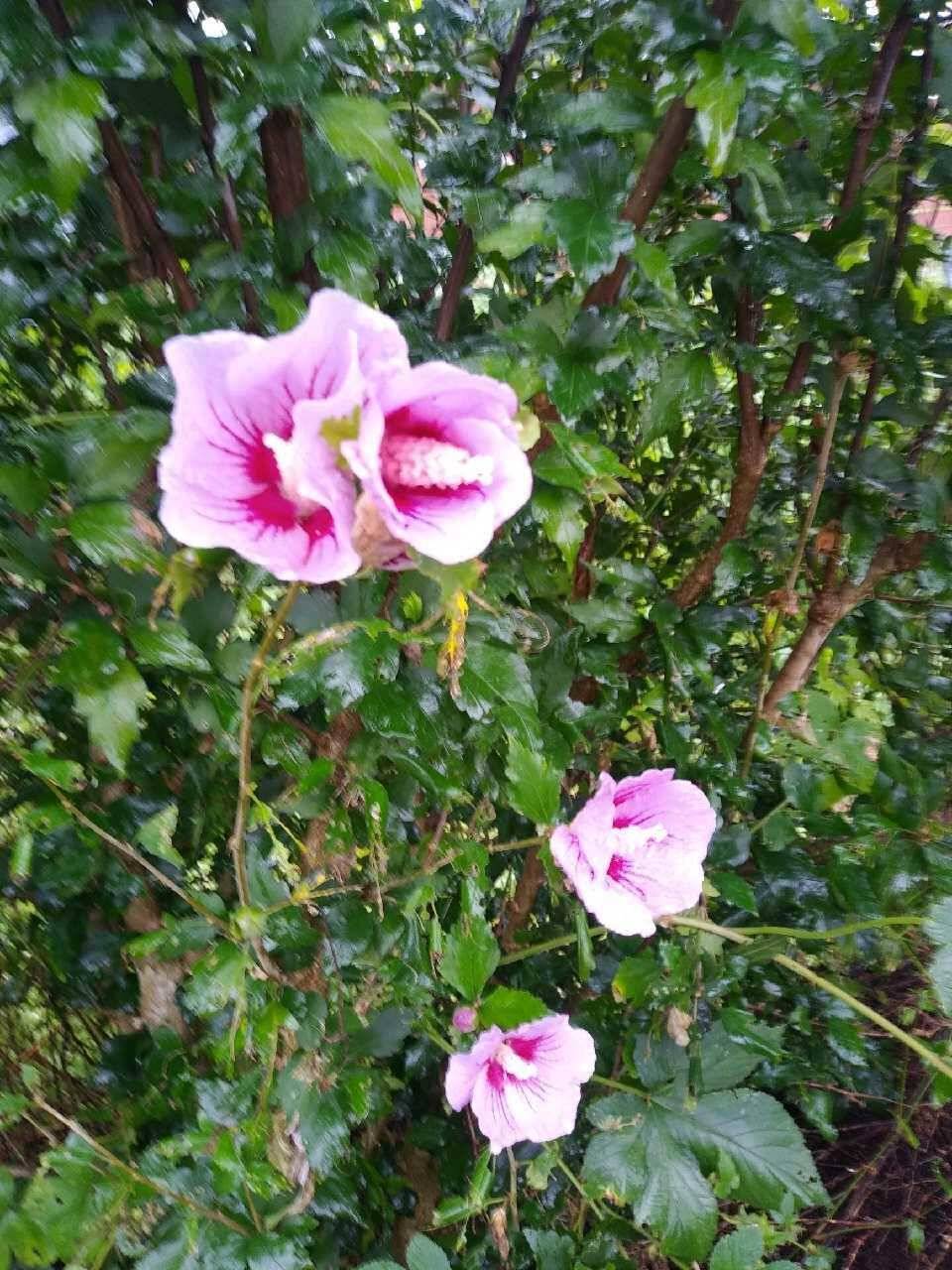 아산 안골지의 조황정보입니다 (유료터정보 - 유료터점주조황)