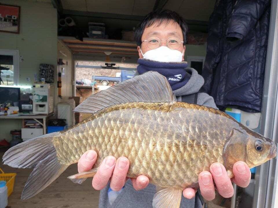 고삼지 양촌좌대 상류권 4짜붕어 난리났습니다 (유료터정보 - 유료터점주조황)