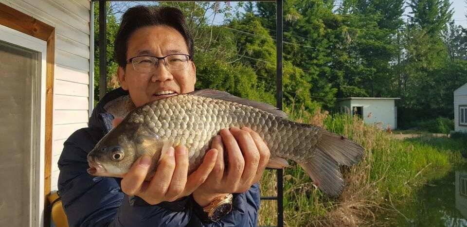 토종붕어 50수 대박 어망 (유료터정보 - 유료터점주조황)