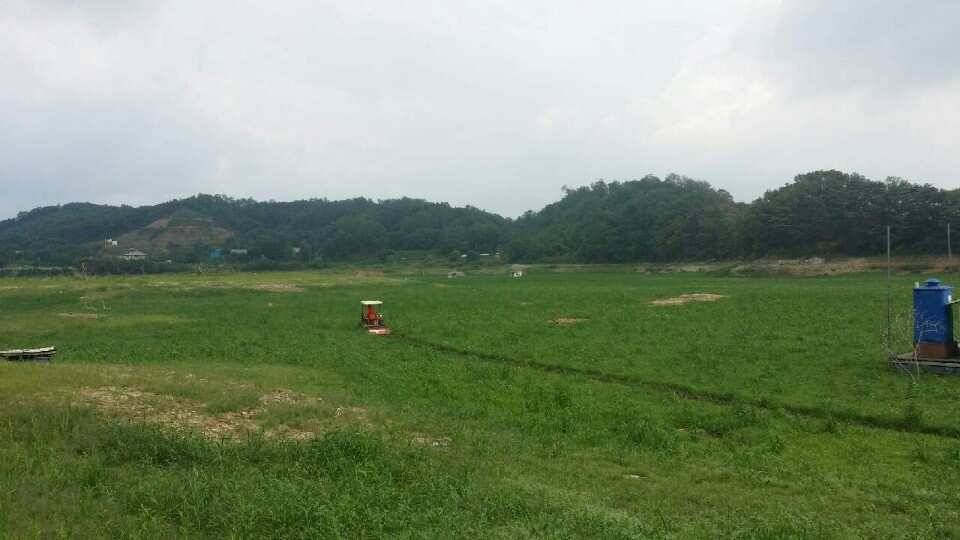 고삼지양촌반가운 비소식과 이어지는 마릿수 조황 그리고 상류 포인트 작업소식입니다 (유료터정보 - 유료터점주조황)